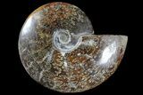 Bargain, Polished Ammonite (Cleoniceras) Fossil - Madagascar #166383-1